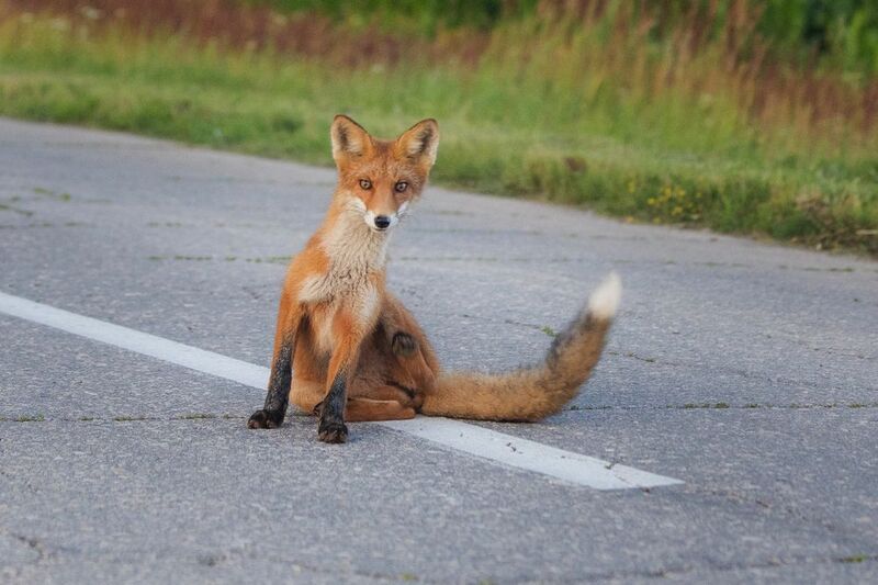 abashkin sergey, абашкин сергей,природа, forest,nature,пейзаж,нижний новгород,нижегородчина, майморы, кужутки, дальнее константиново , лис, лиса, животное Лисёнок фото превью