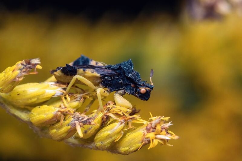 Phymata americana americana фото превью