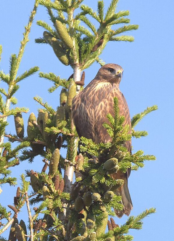 В дозоре. фото превью