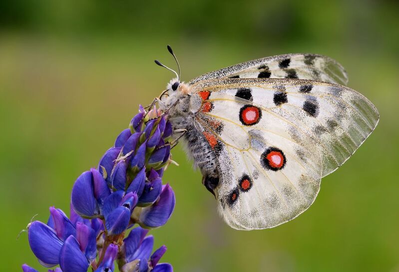 аполлон обыкновенный, parnassius apollo, парусники, papilionidae, бабочка Аполлон фото превью