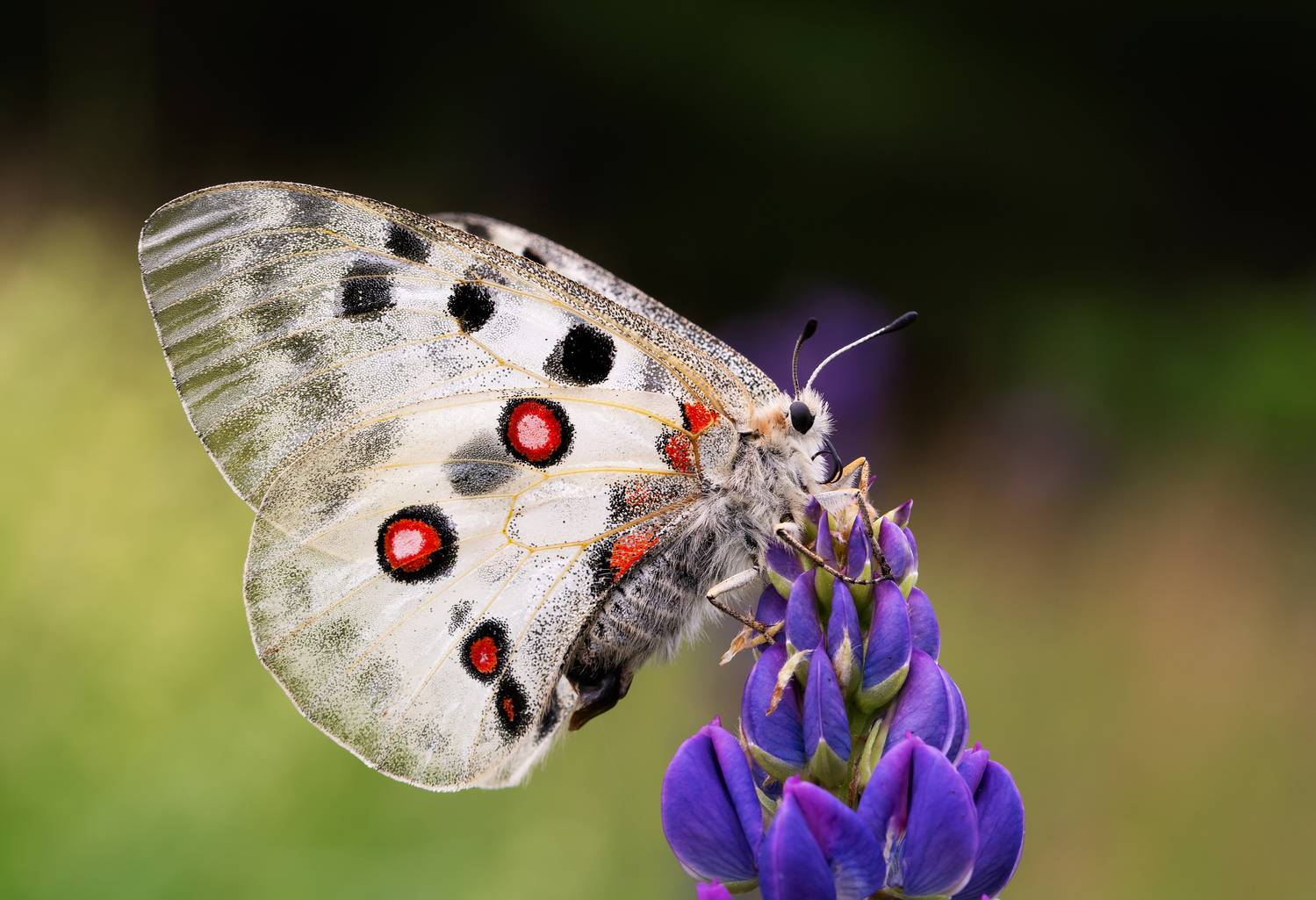 аполлон обыкновенный, parnassius apollo, парусники, papilionidae, бабочка, Павел Черенков