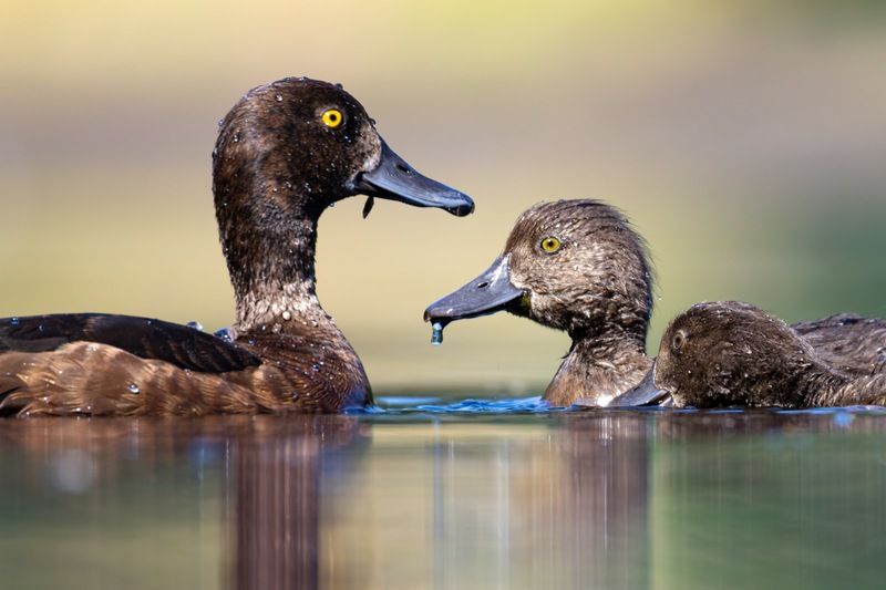хохлатая чернеть, утка, нырок, птицы, пруд, утенок  фото превью