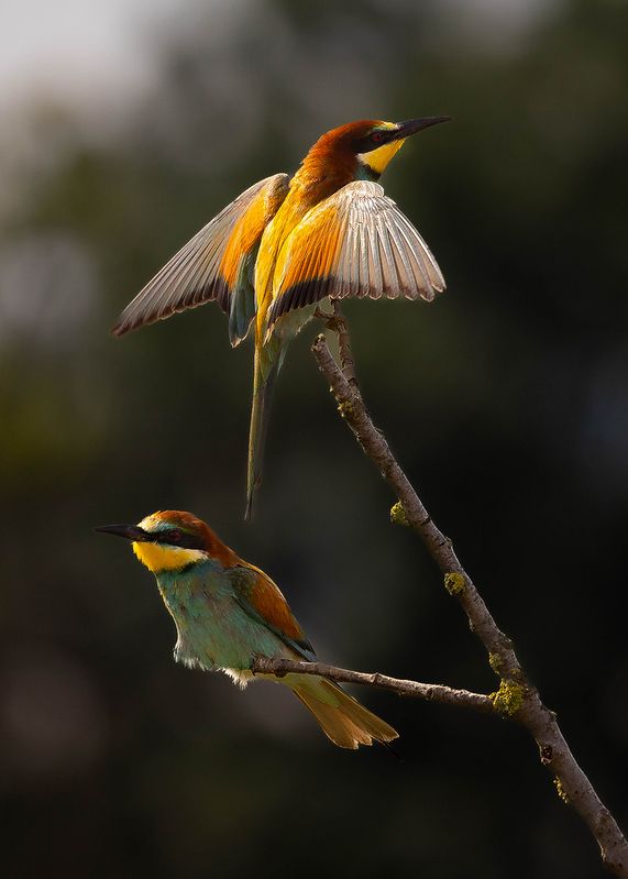 Bee-eater фото превью