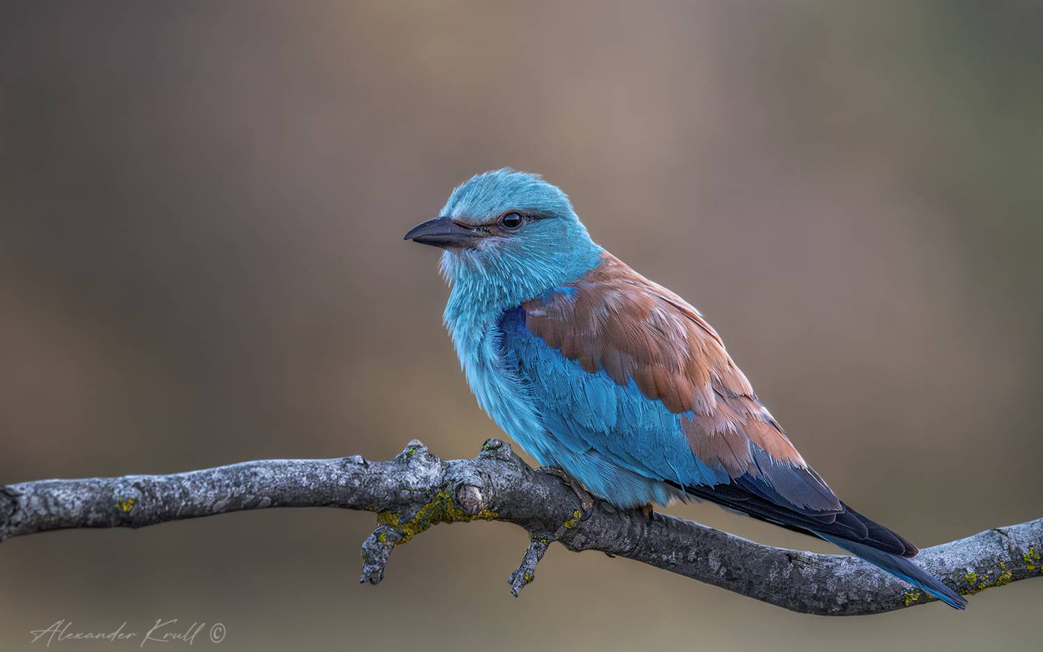 сизоворонка, обыкновенная сизоворонка, ракша, coracias garrulus, Круль Александр
