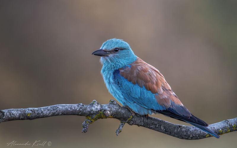 сизоворонка, обыкновенная сизоворонка, ракша, coracias garrulus Ранняя птаха фото превью