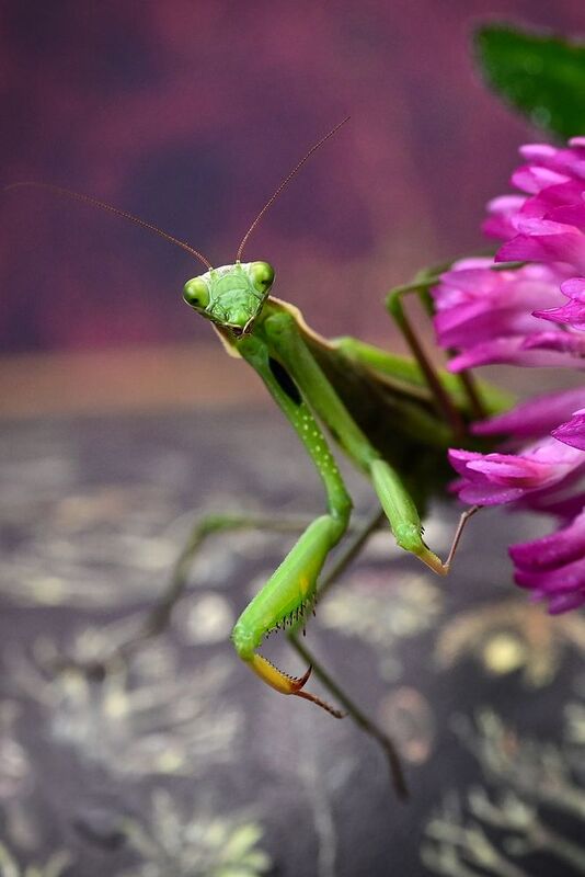 Неожиданно  фото превью