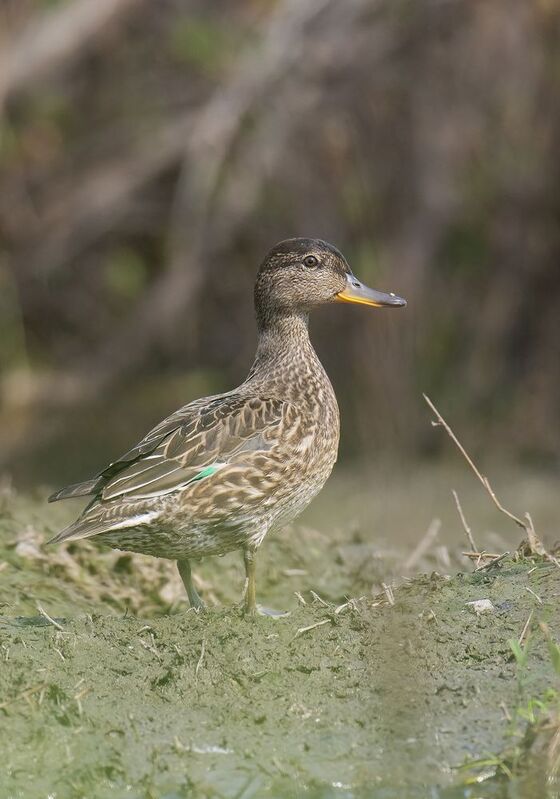 Мини уточка Чирок :) фото превью