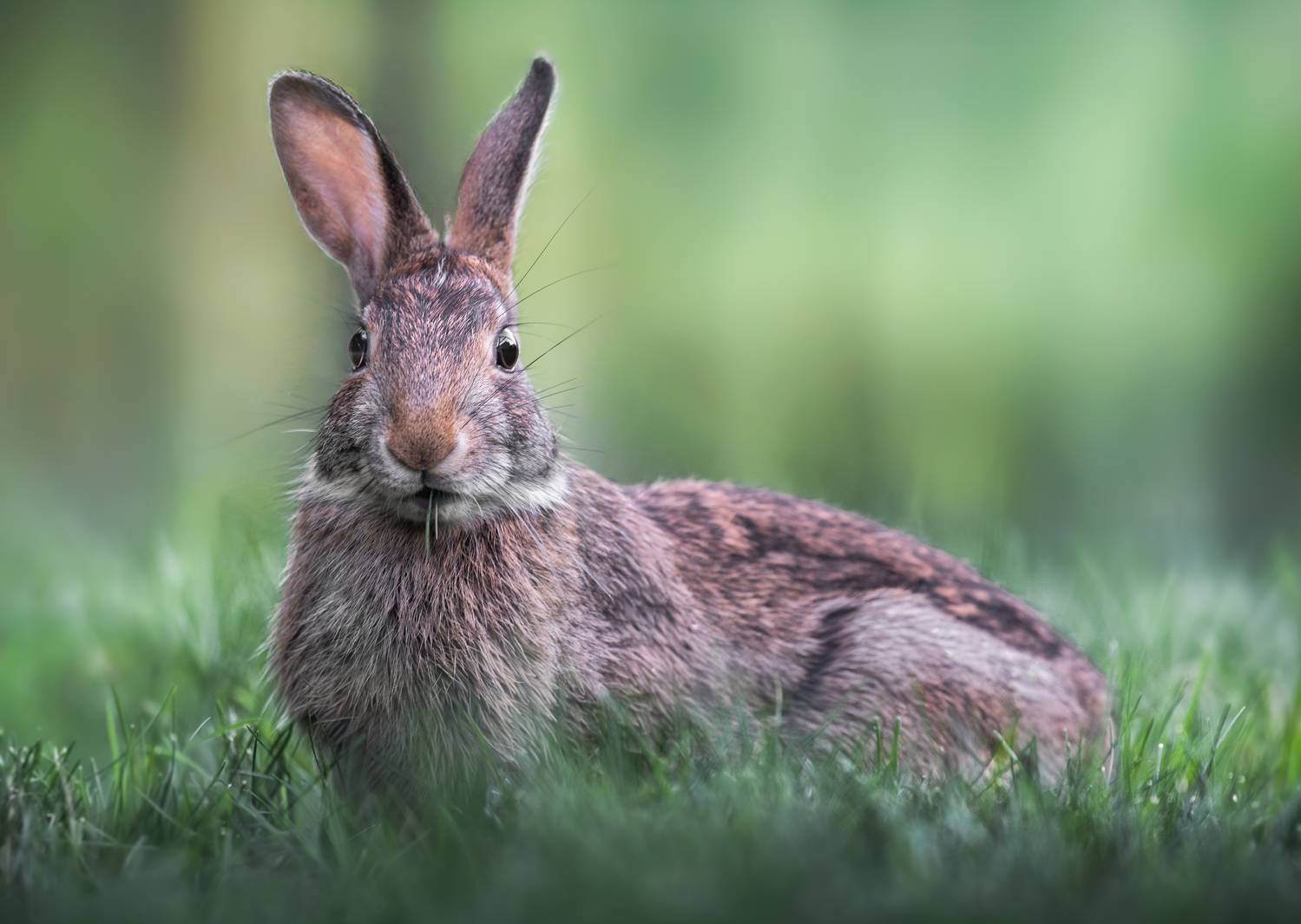 rabbit, bunny, animal, wild, nature, Atul Saluja