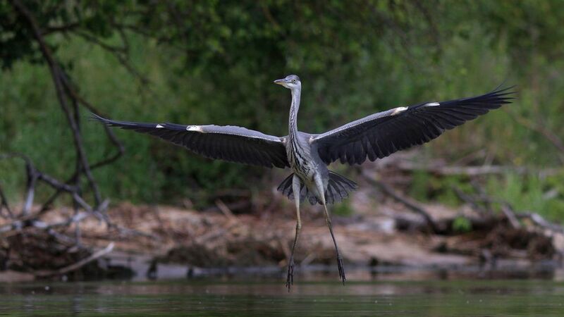 серая цапля, цапля, ardea cinerea, grey heron, heron, куршская коса, куршский залив Взмах широкий, крылья шире, не спешите, три-четыре! фото превью
