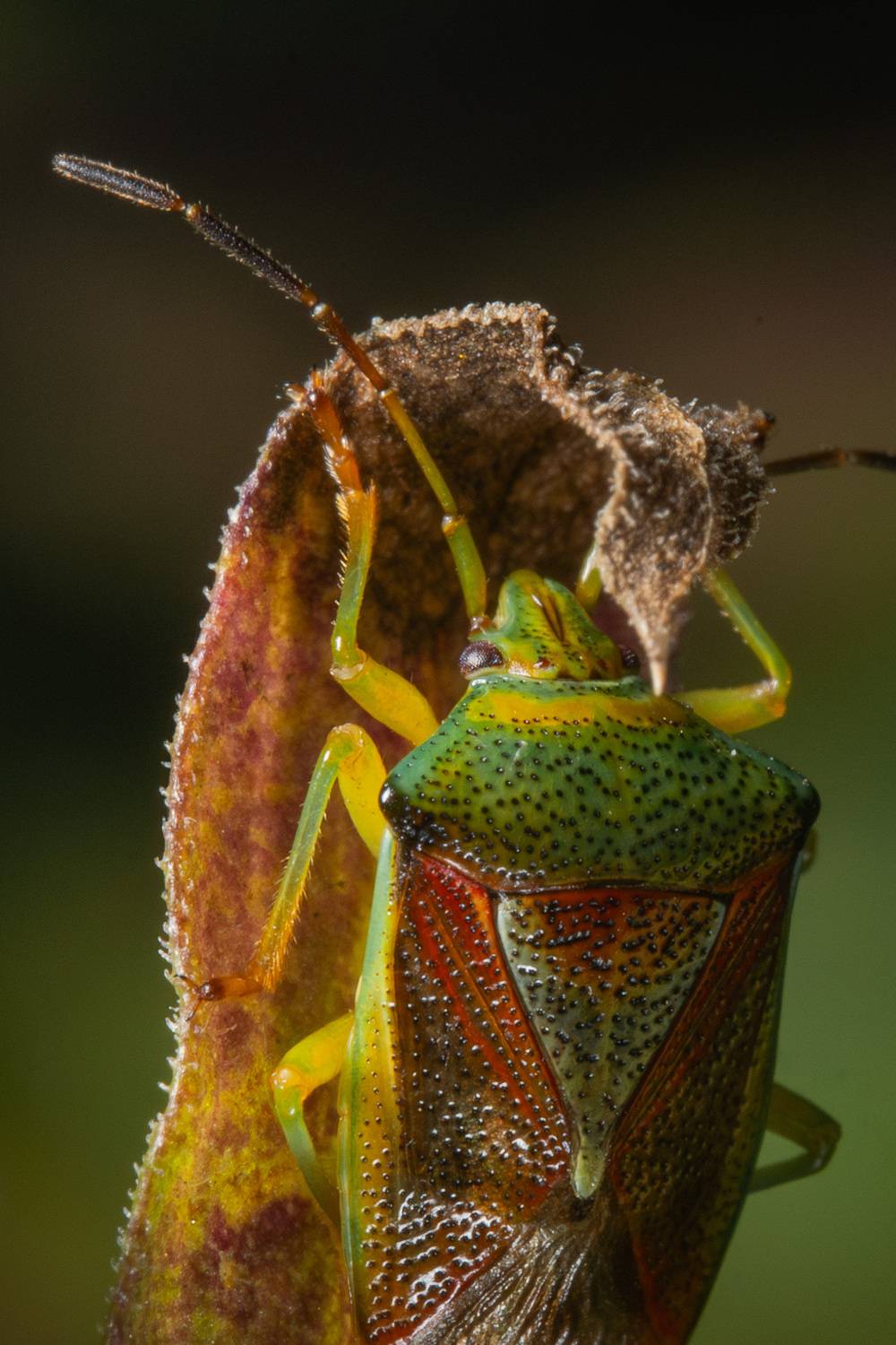 , Ольга Таланцева