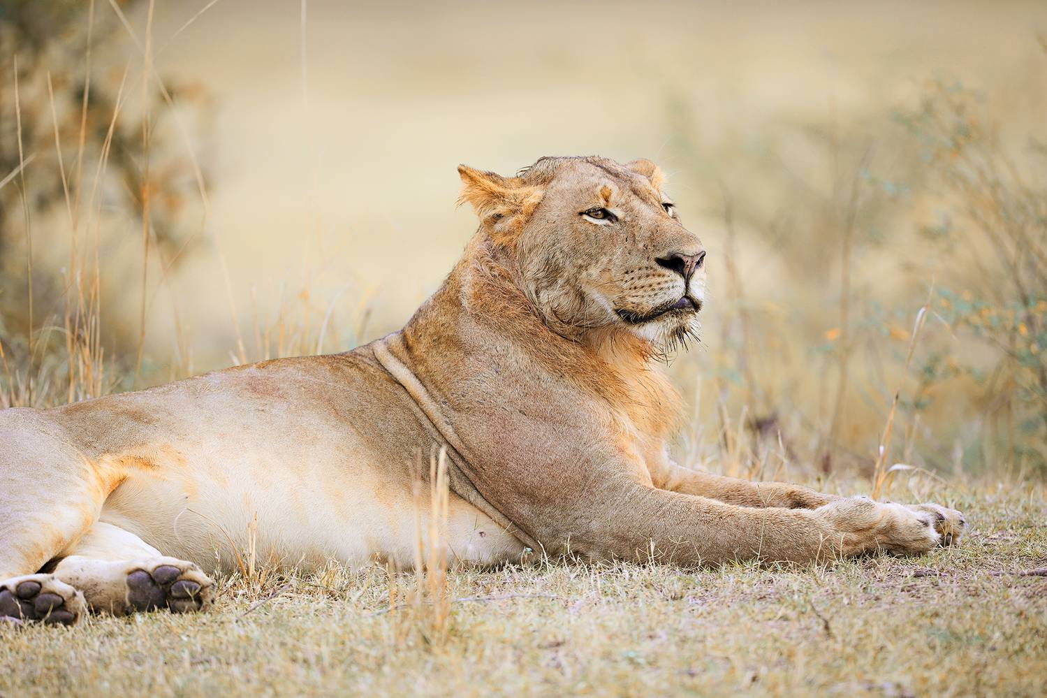 , Худзинская Ирина