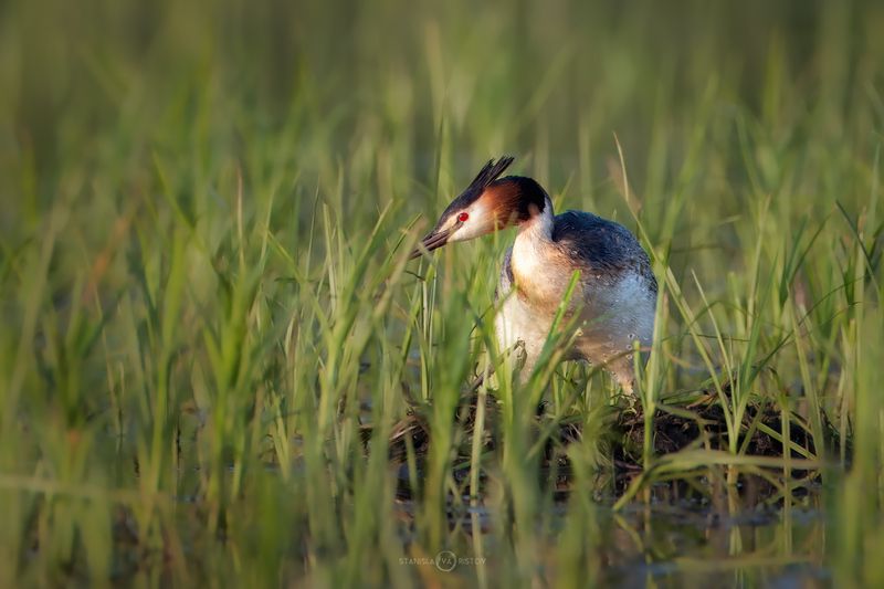 Чомга фото превью