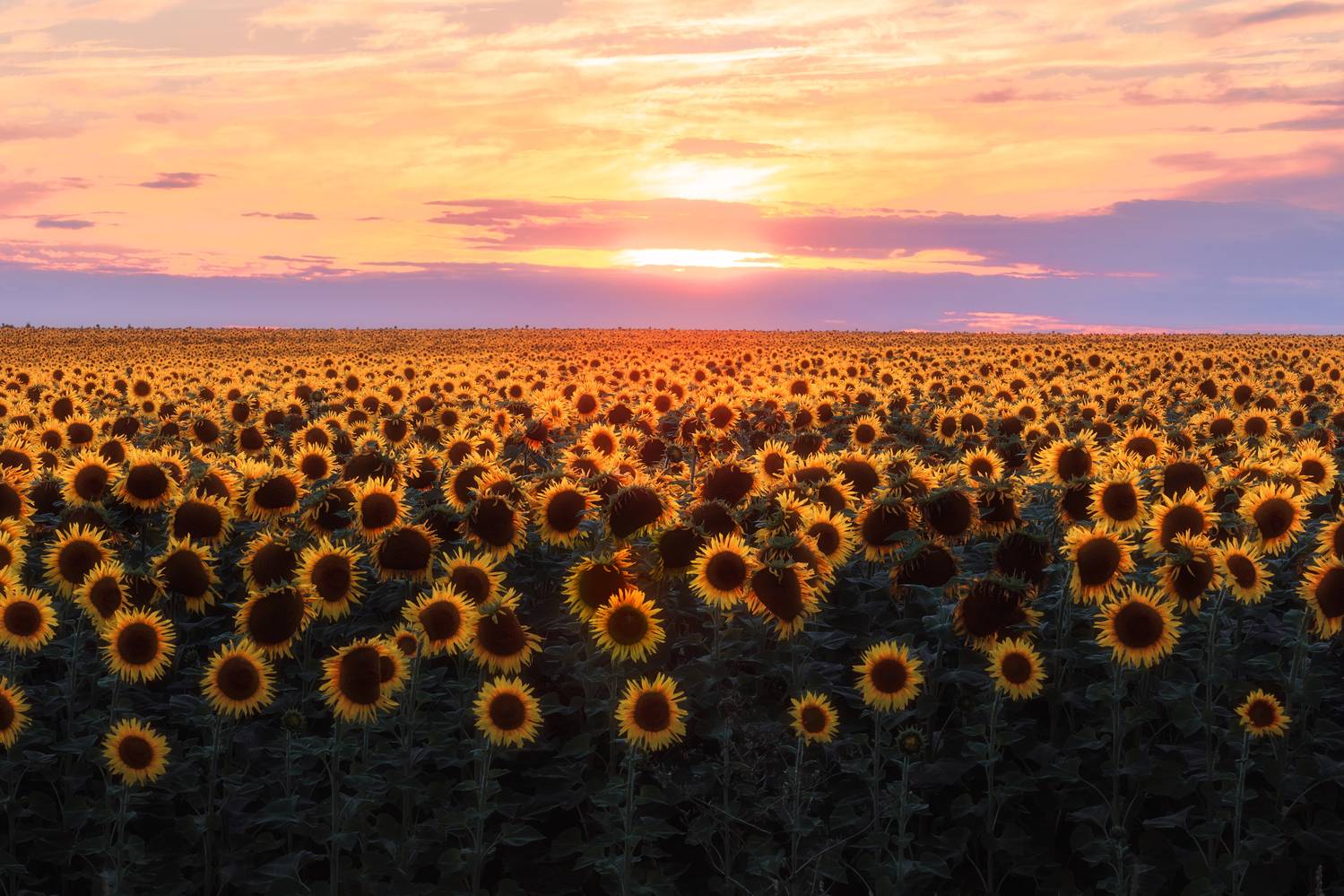 подсолнухи, природа, закат, пейзаж, подсолнухи на закате, Мартыненко Дмитрий