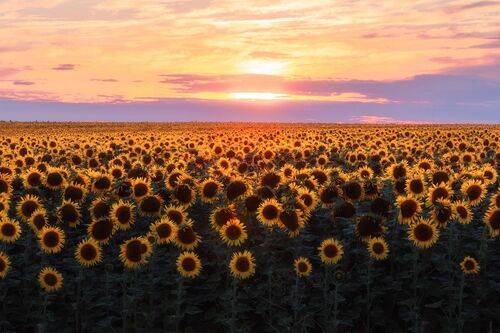 Подсолнечный закат