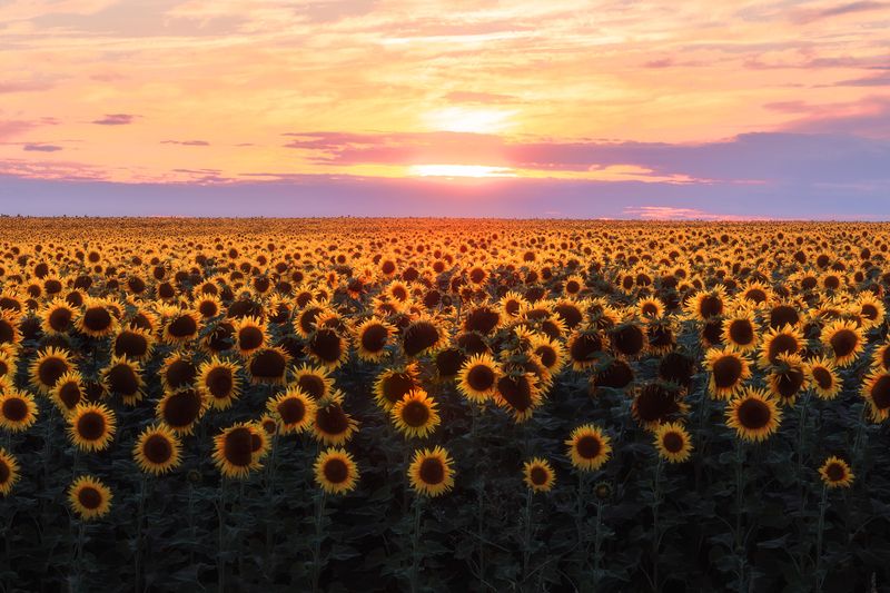 подсолнухи, природа, закат, пейзаж, подсолнухи на закате Подсолнечный закат фото превью