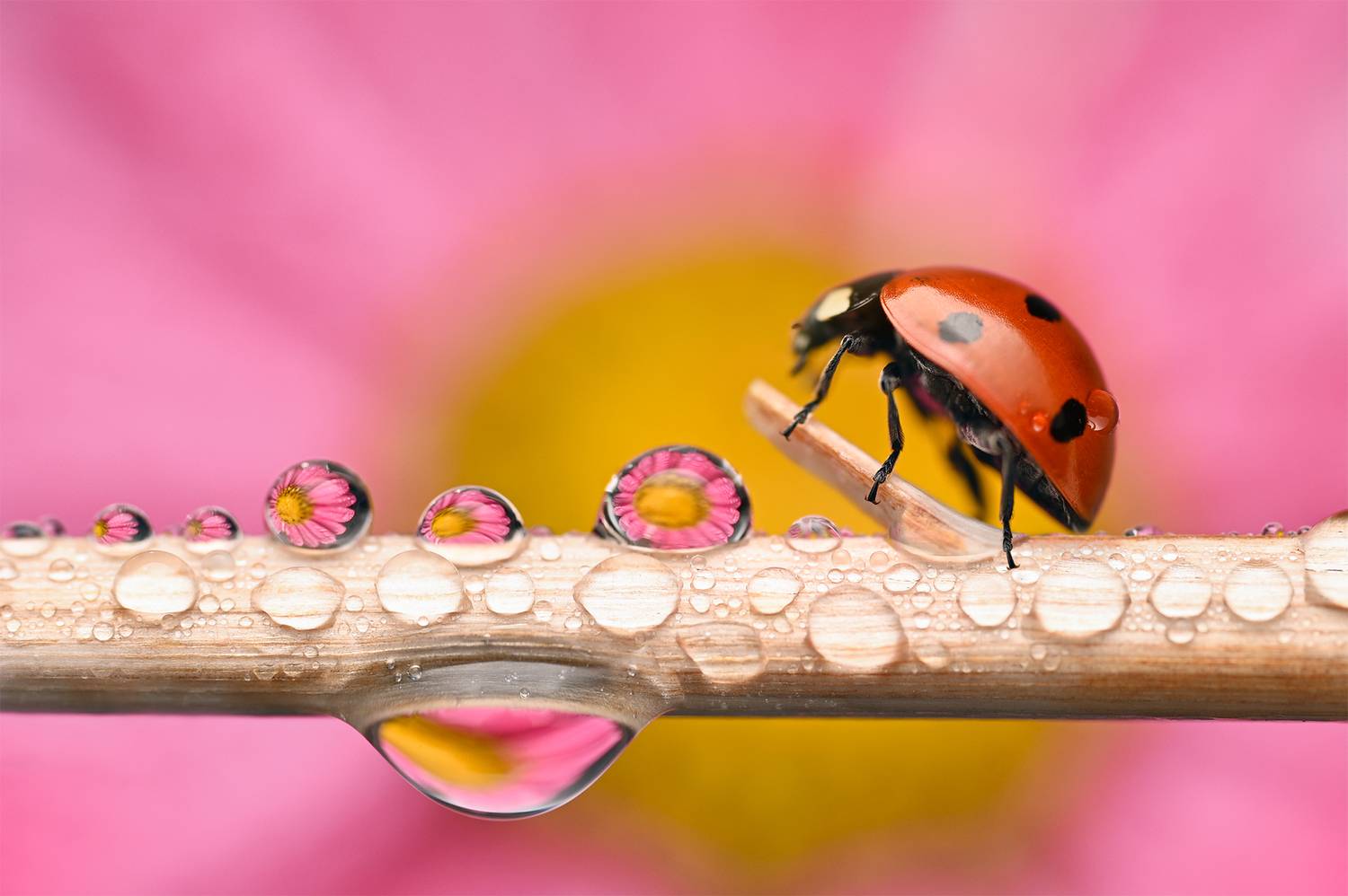 ceclii, macro, Tsvetan Ganev