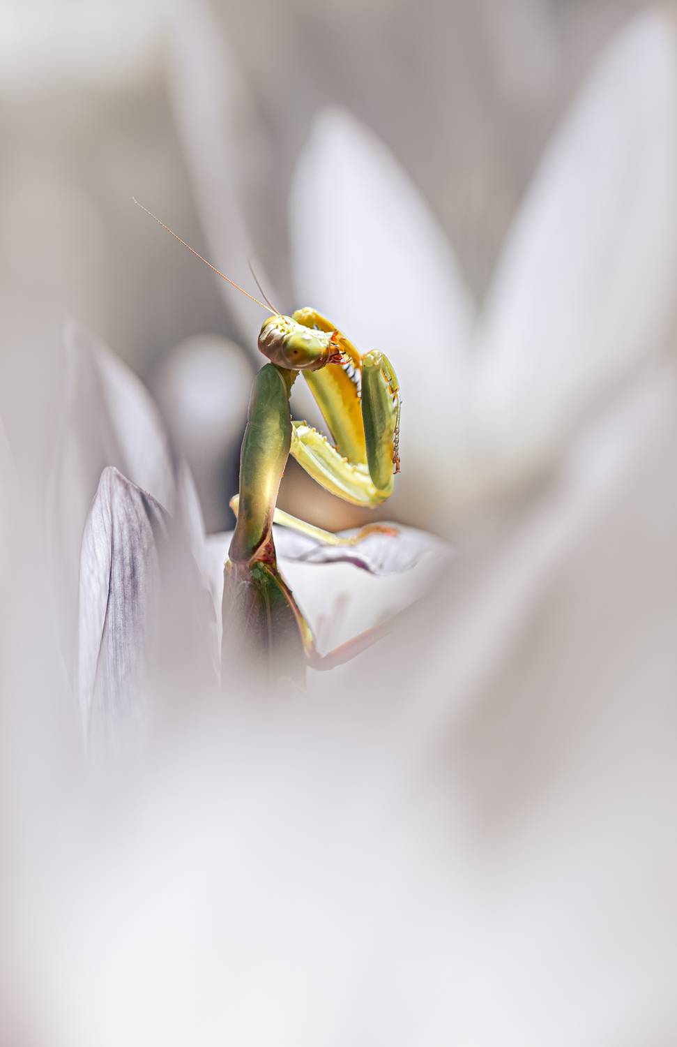 , Неля Рачкова