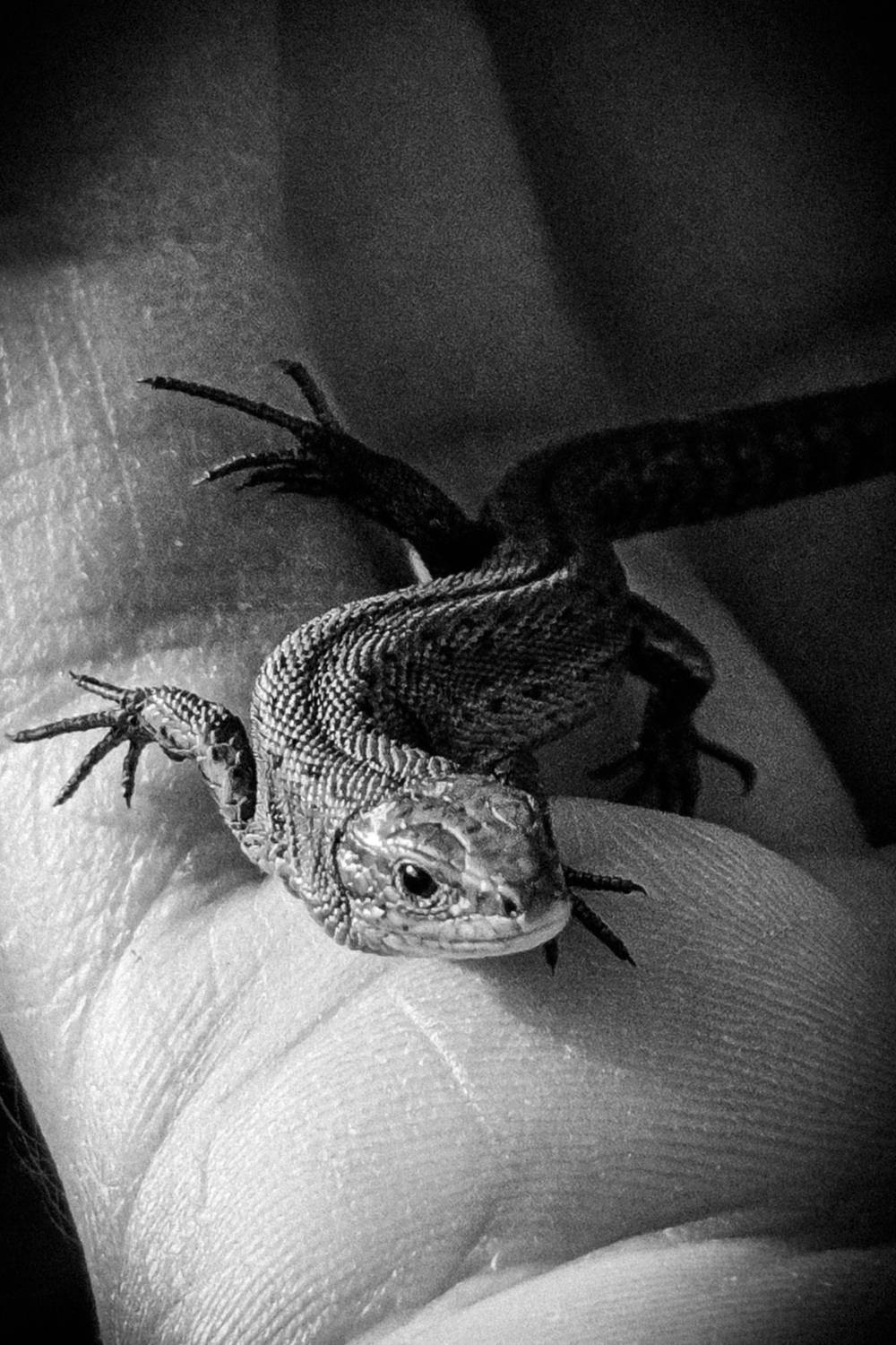 , Станислав