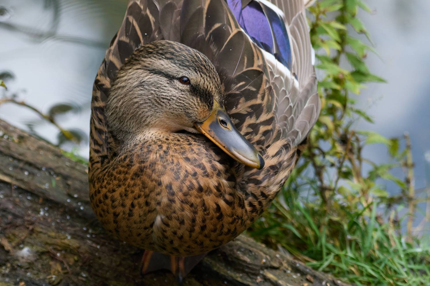 , Полина Шальнева
