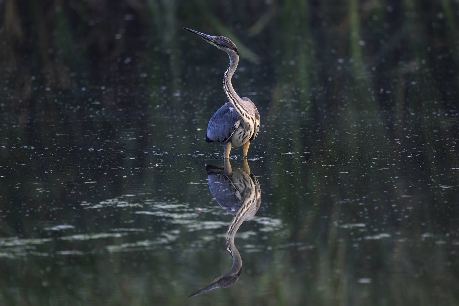 , Пупонин Сергей
