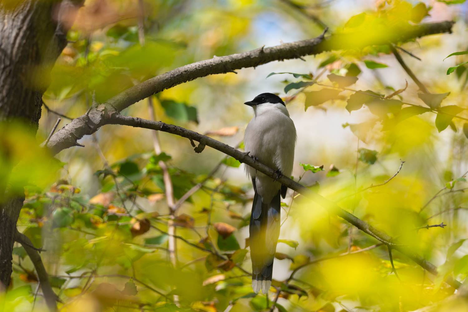 сорока, голубая сорока, птица, птицы, осень, природа, фотоохота, иркутск, Воронов Денис