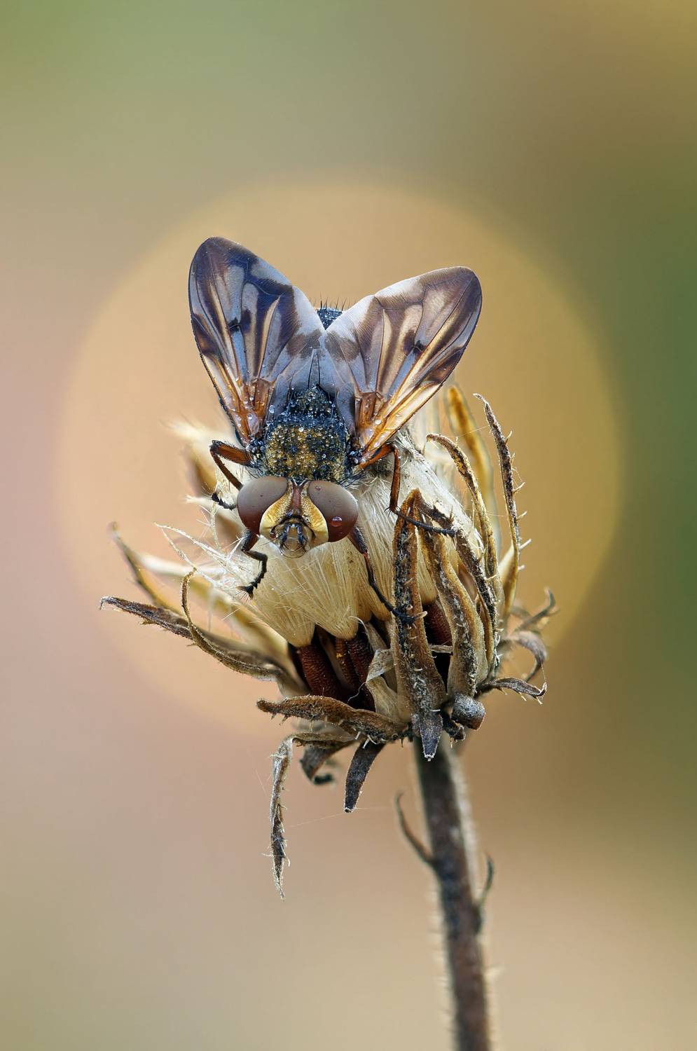 Муха, Чепленко Алексей