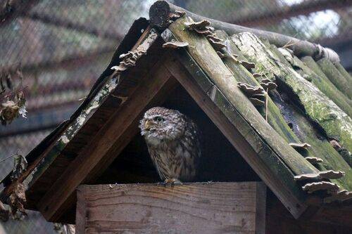 Мохноногий сыч.