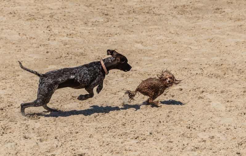 Догонялки на пляже фото превью