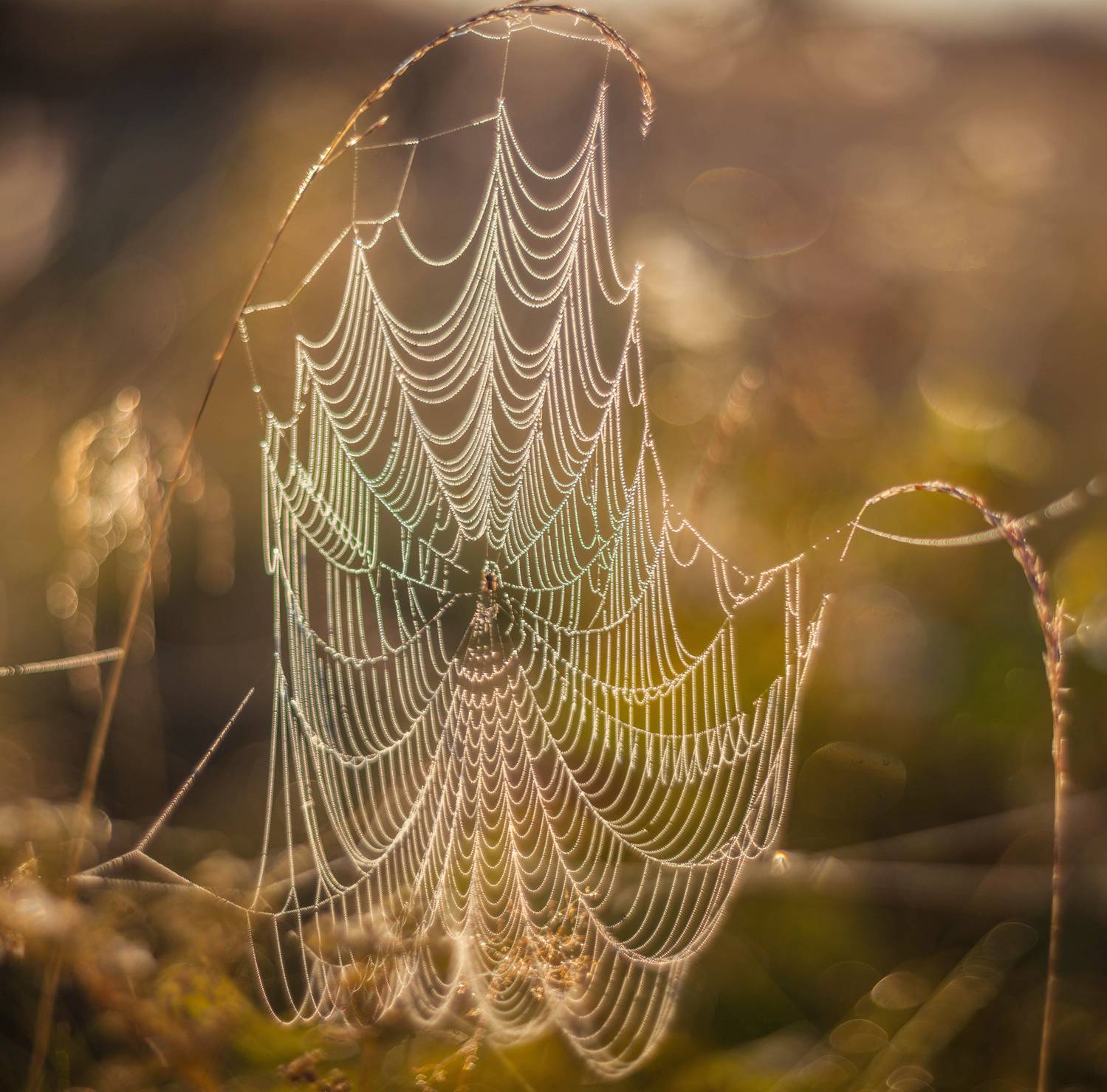 паутинка , осень, Свистков Александр