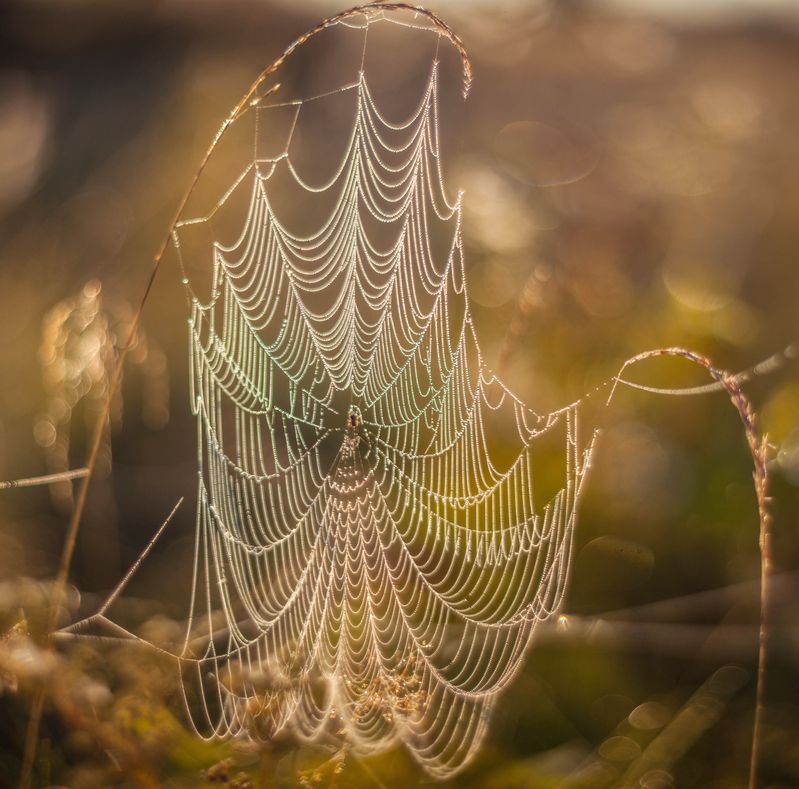 паутинка , осень  фото превью