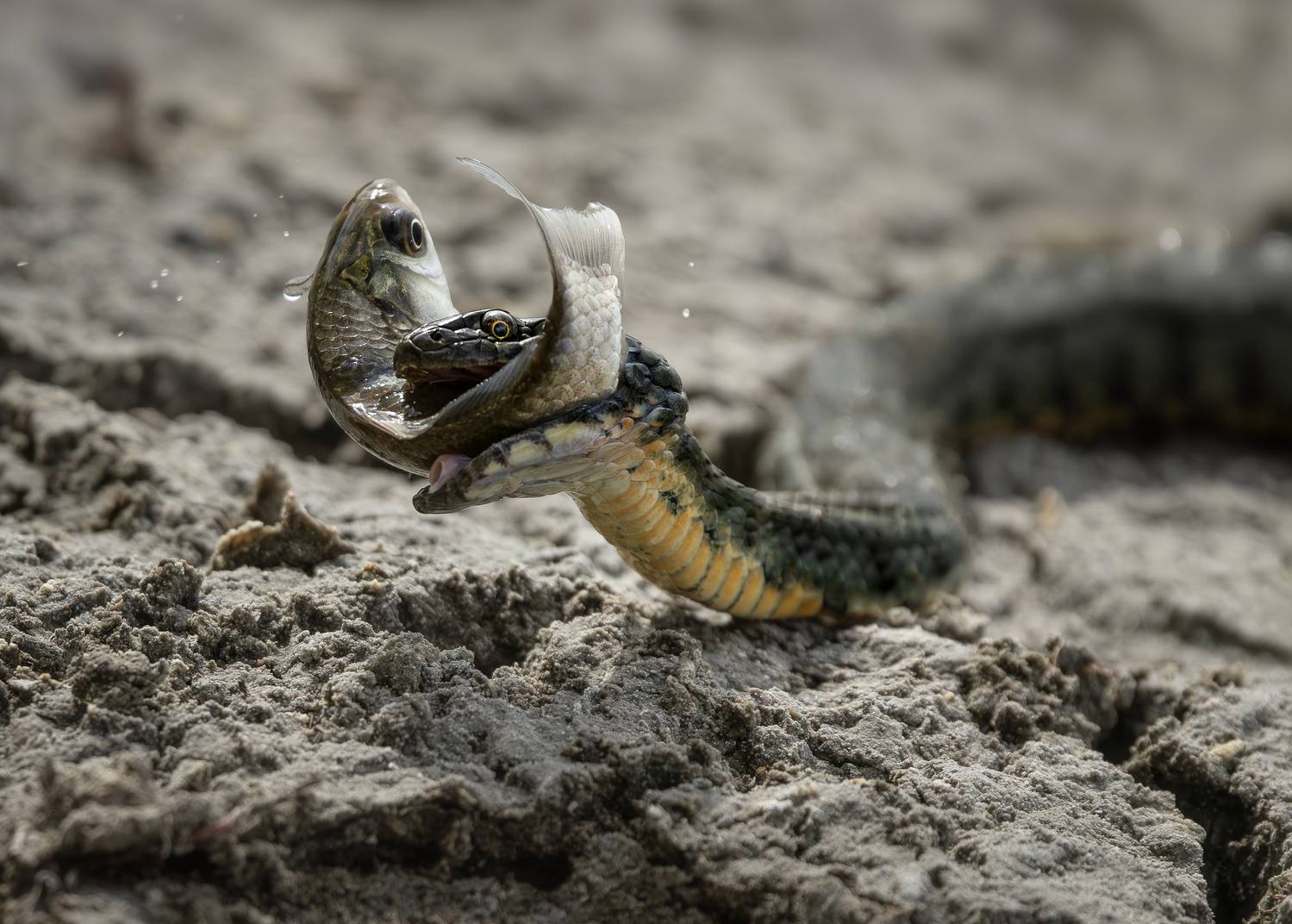 , Bessarion Chakhvadze