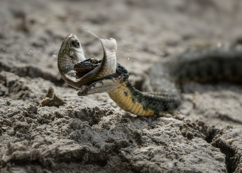 охота водяного ужа фото превью