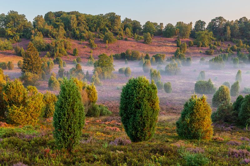 Lüneburg Heath, Germany фото превью
