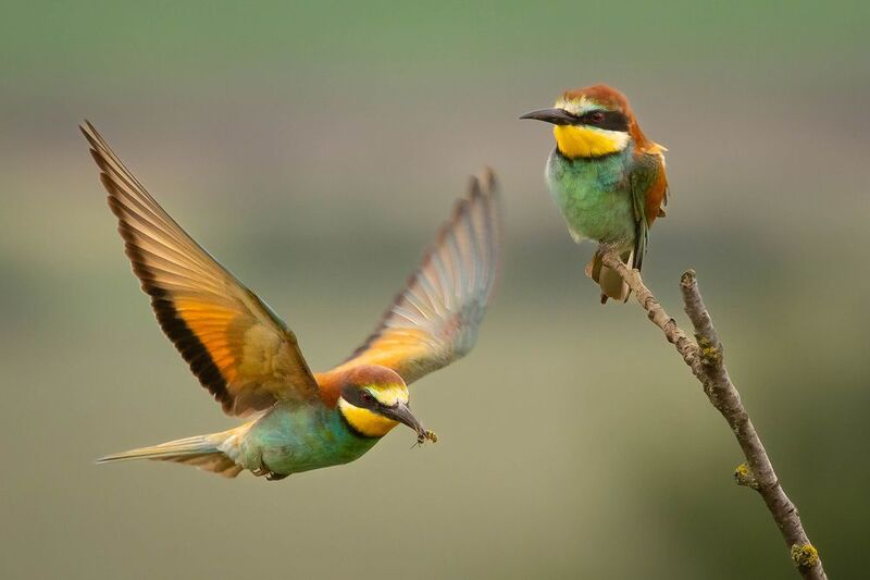 Bee-eater фото превью