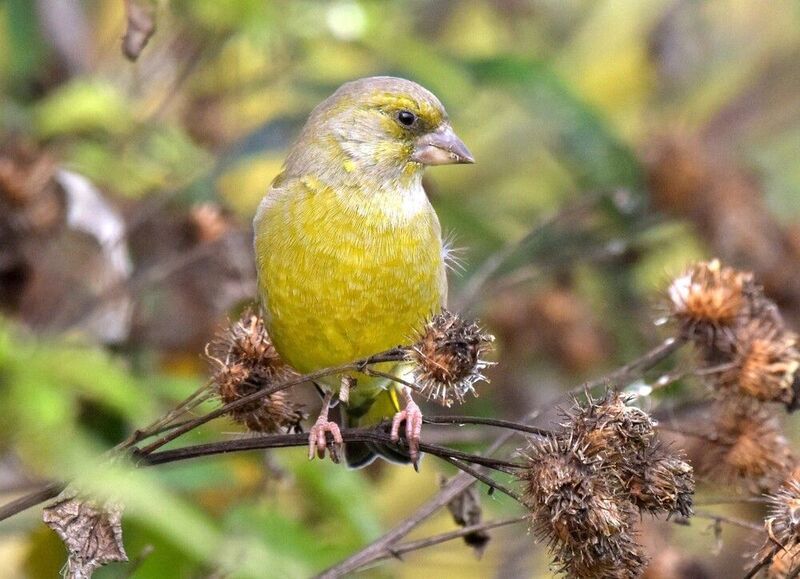 Зеленушка фото превью