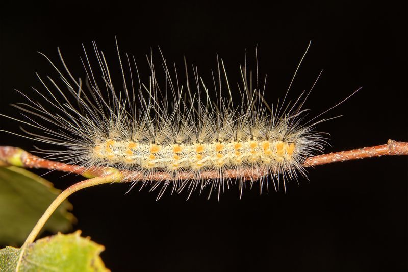 Still Tender in Night фото превью