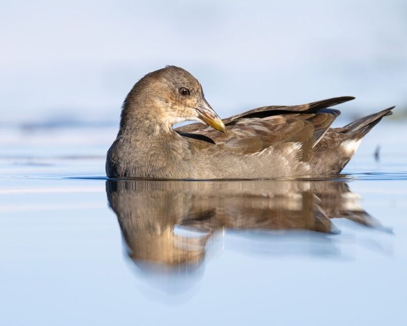 камышница, птицы Камышница фото превью