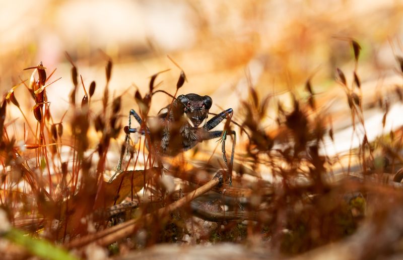 скакун лесной, cicindela sylvatica, скакуны, cicindelinae, жужелицы, carabidae, жук Однажды в саванне фото превью