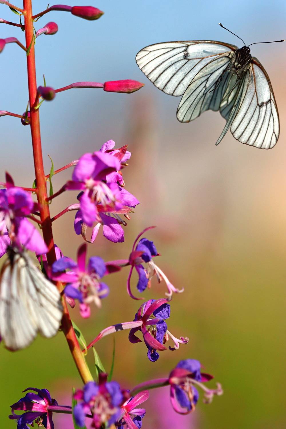 бабочка, цветок, лето, белянка, иван-чай, Лапин Сергей
