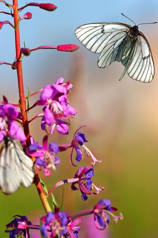 Полёт фото превью
