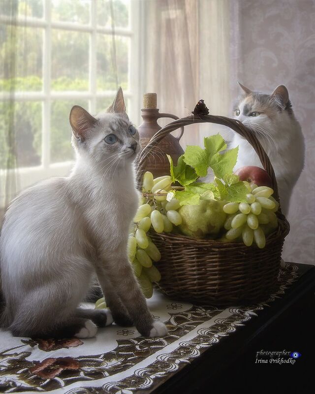 животные, котопортрет, кошки, домашние животные, питомцы, корзина фруктов, интерьер Любопытные котята фото превью