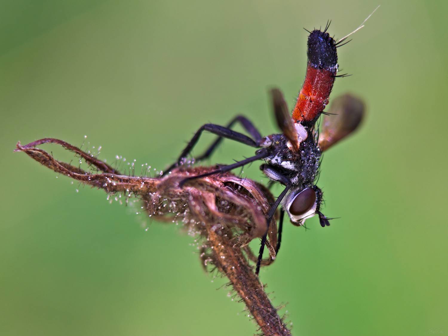 ежемуха цилиндромия, Чи. Анатолий