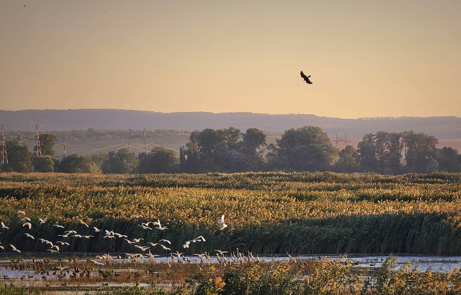 , Пирог Борис
