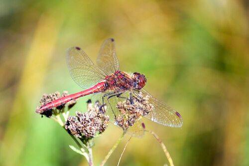 Стрекоза кроваво-красная (Sympetrum sanguineum)