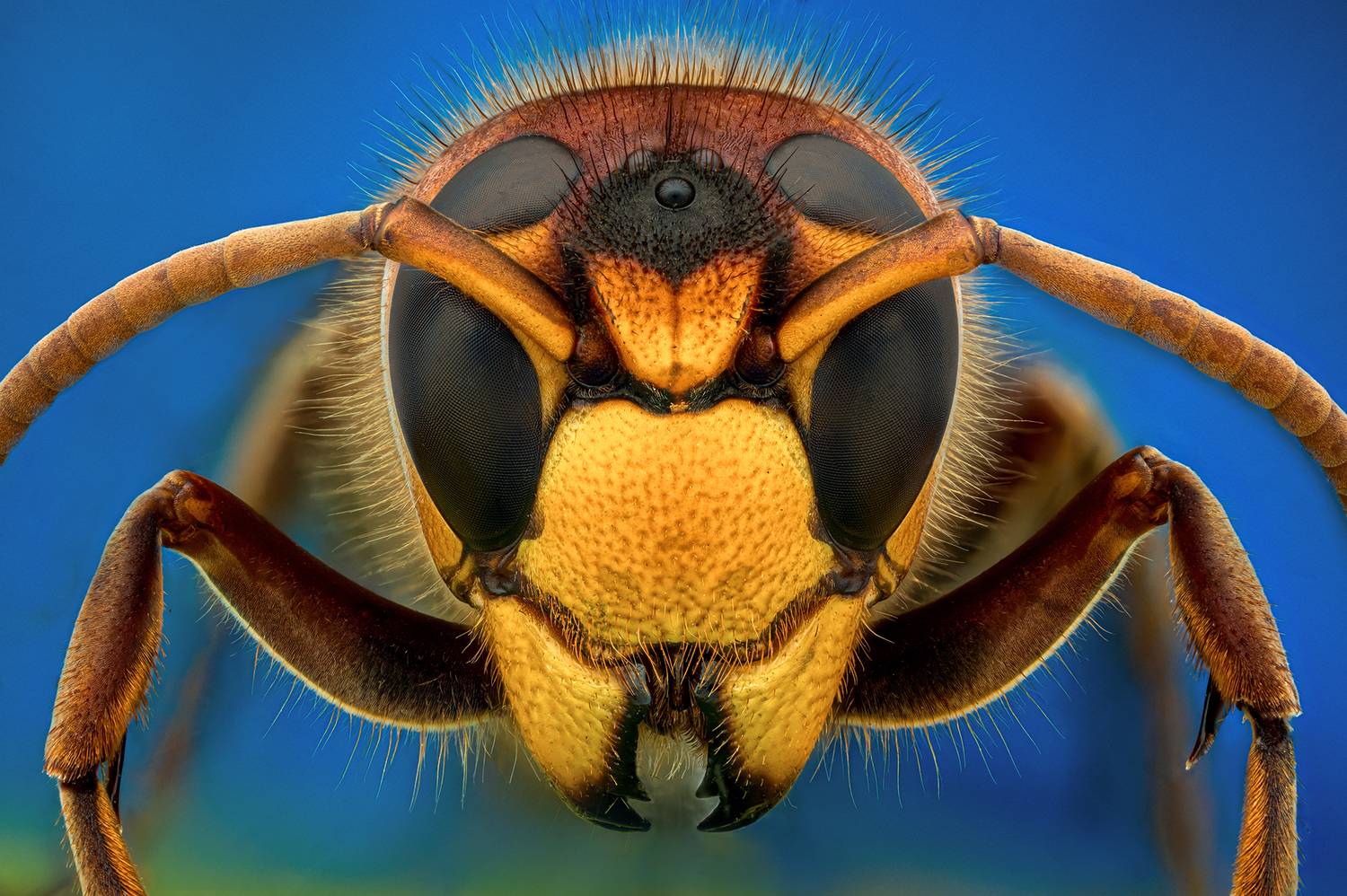 ceclii, macro, Tsvetan Ganev