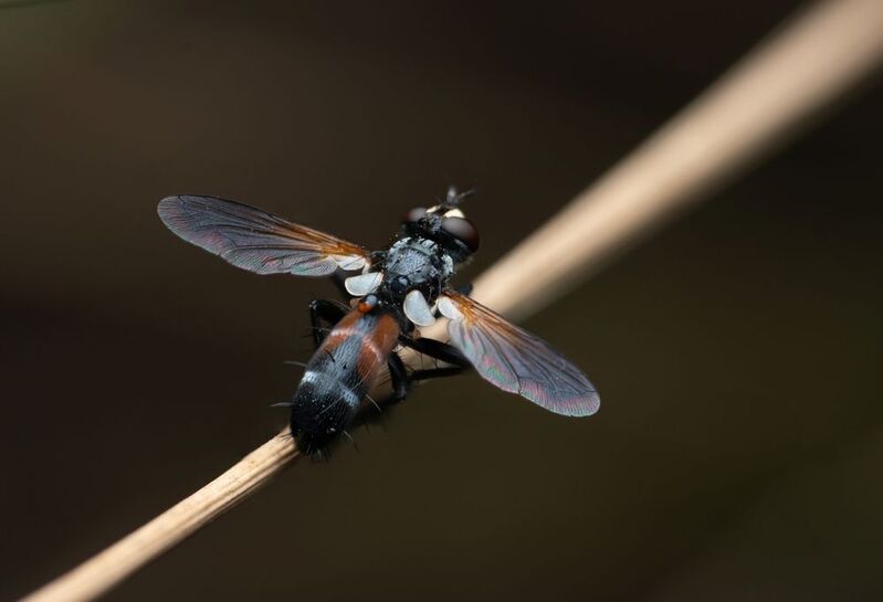 Cylindromyia auriceps фото превью