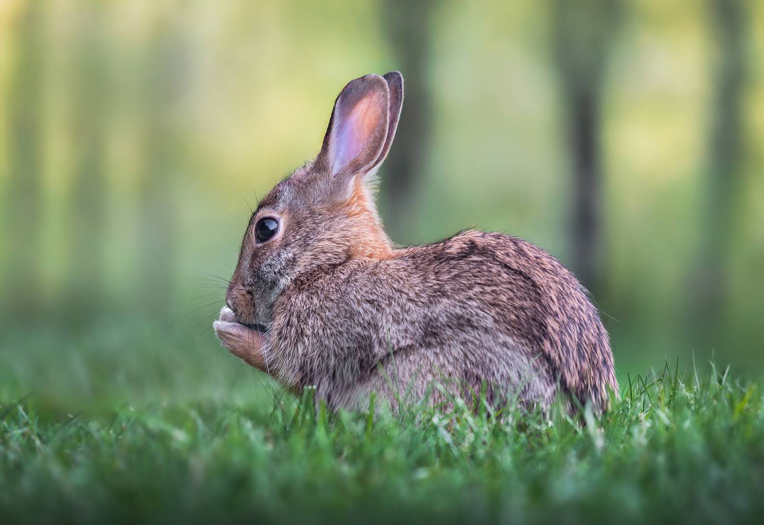 rabbit, bunny, animal, wild, nature, Atul Saluja