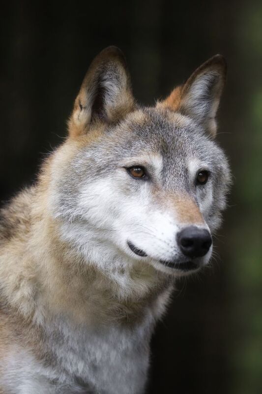 ..... фото превью