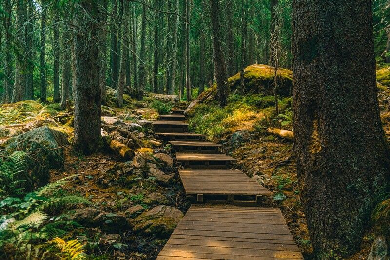 Лесная лестница фото превью