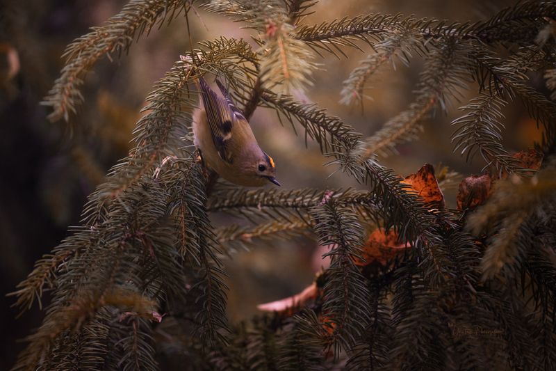 природа, лес, поля, огороды, животные, птицы, макро Осеннее настроение фото превью